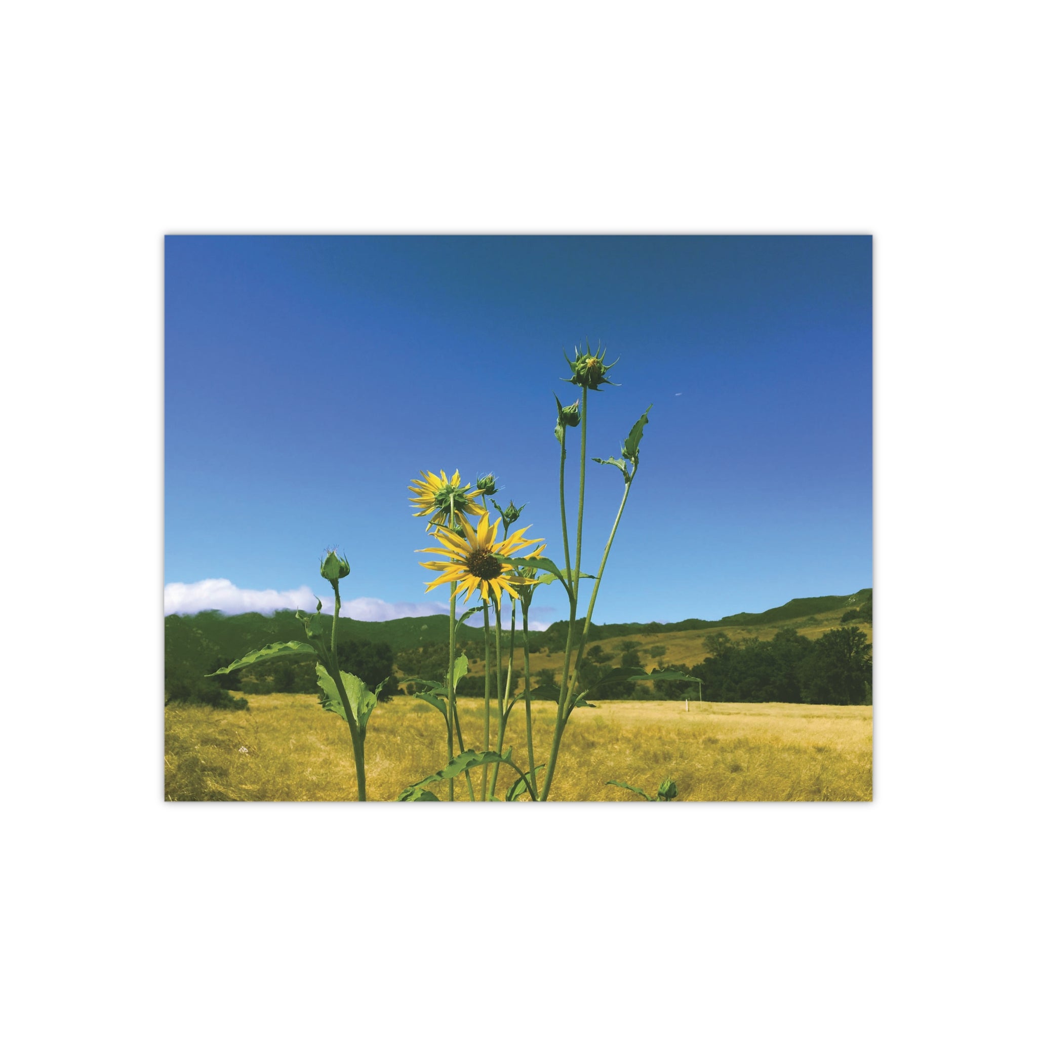 Wild Sunflowers in Las Virgenes Canyon, Los Angeles, California on a Sunny Summer Morning Satin Poster (300gsm)