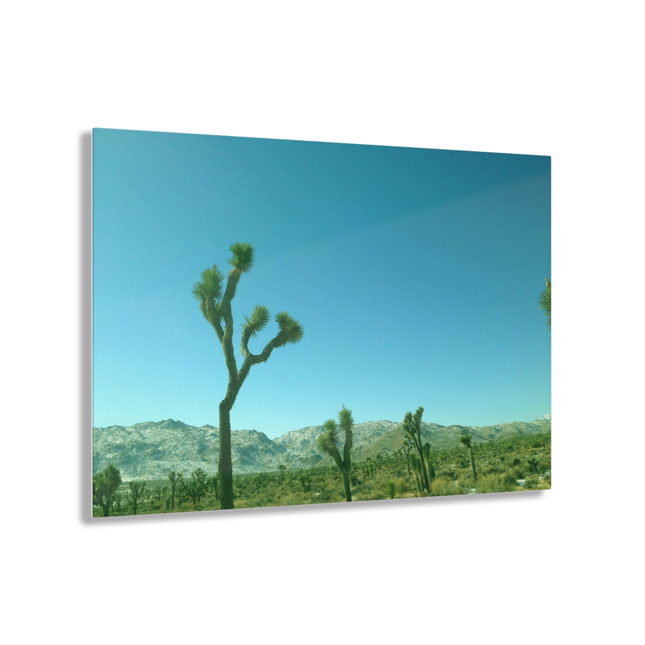 Joshua Trees in Joshua Tree National Park, California - Acrylic Print