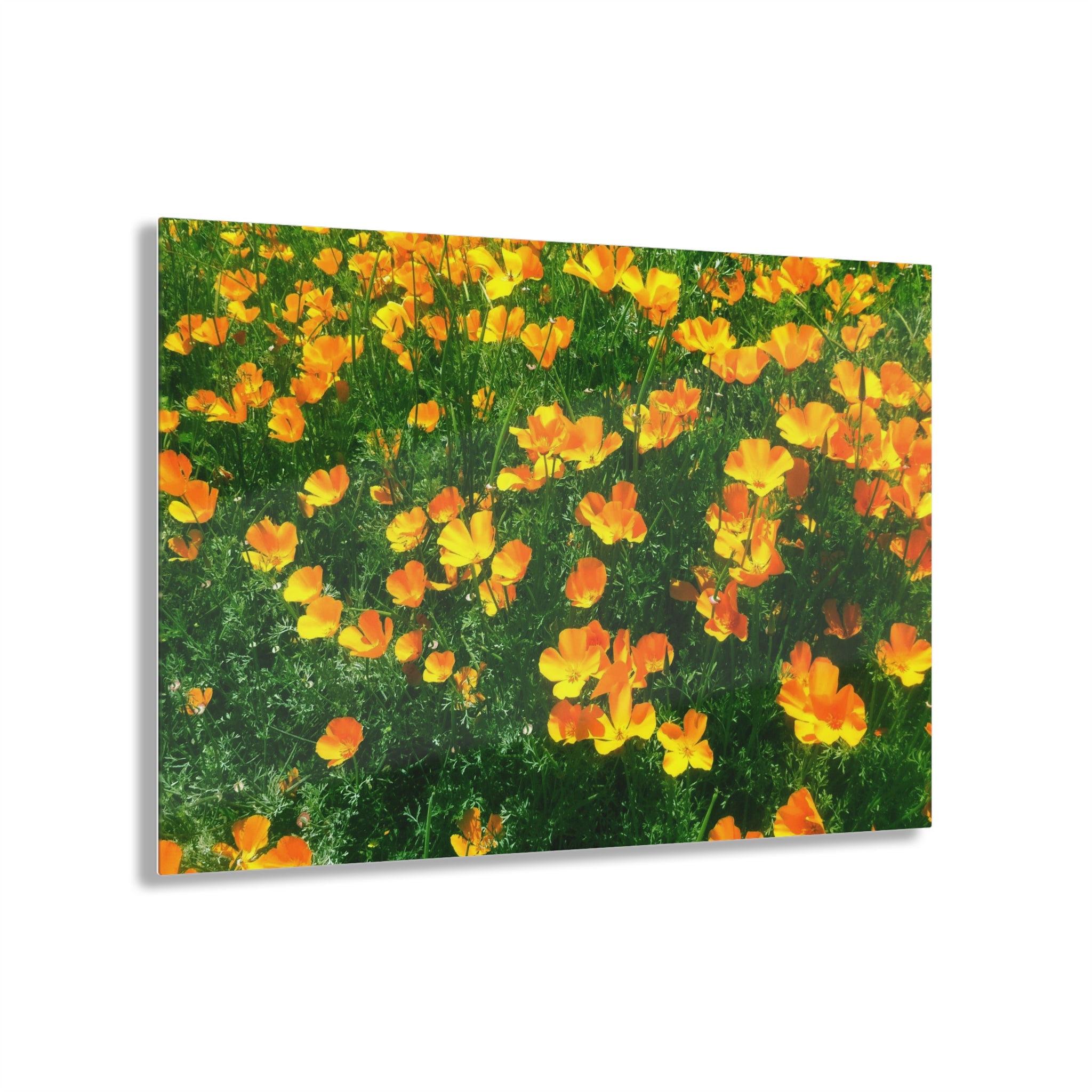 Orange California Poppies in Big Sur, California - Acrylic Print