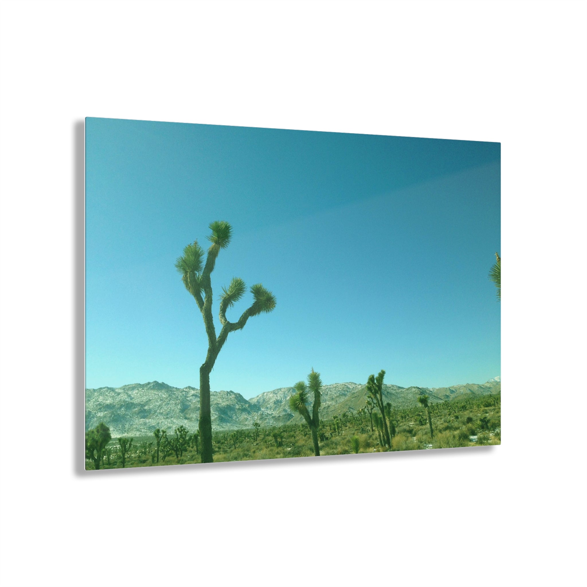 Joshua Trees in Joshua Tree National Park, California - Acrylic Print