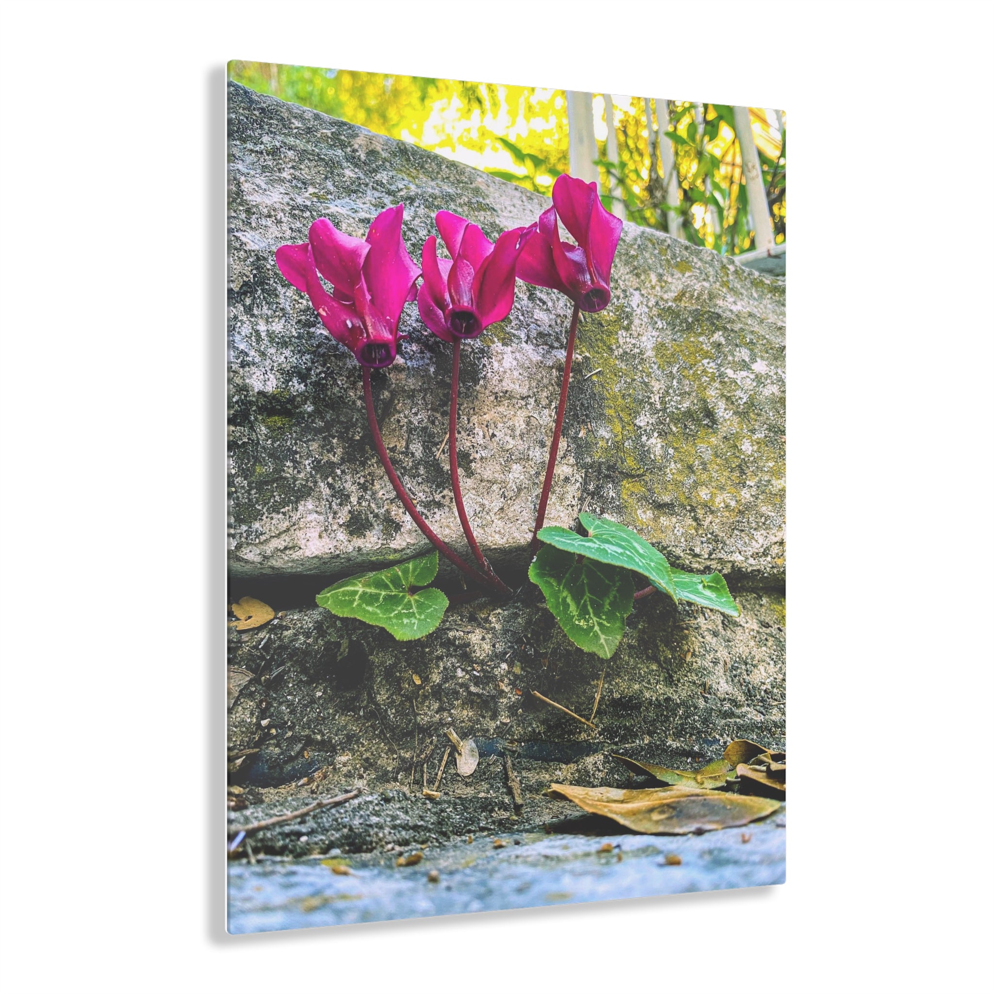 Sowbread in the Jerusalem Mountains - Acrylic Print