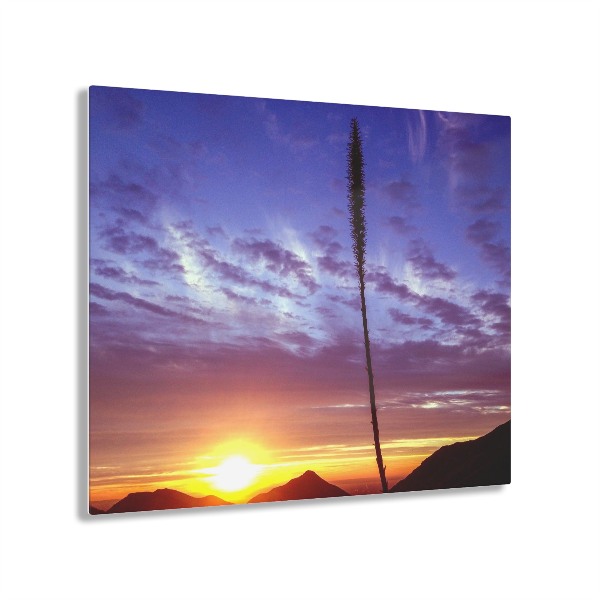 Agave Plant in The Franklin Mountains, El Paso, Texas at Sunrise - Acrylic Print