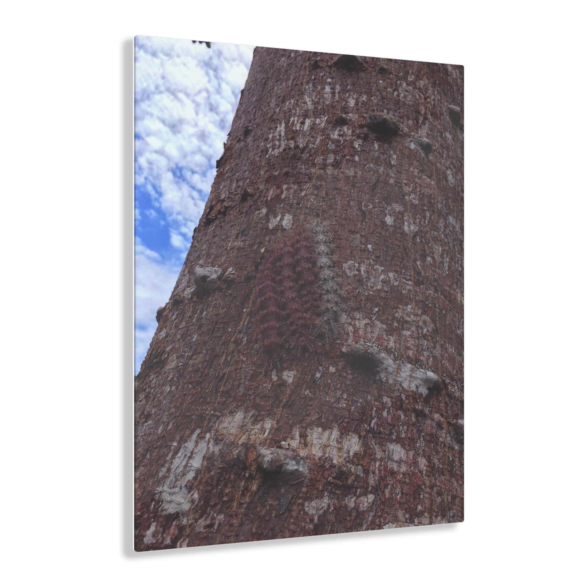 Four Caterpillars on a Tree Bark in the Amazon Forest of Northern Peru - Acrylic Print