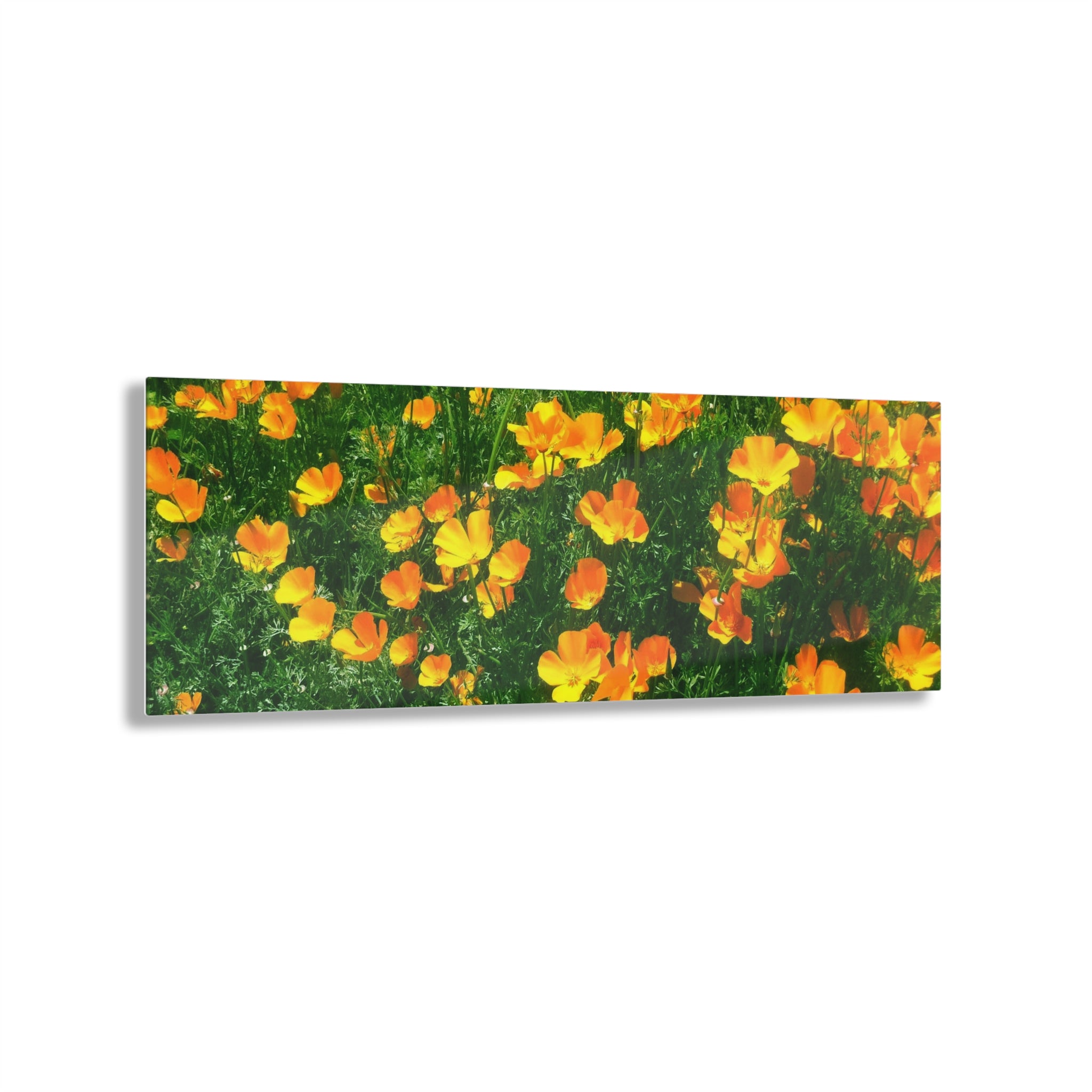 Orange California Poppies in Big Sur, California - Acrylic Print