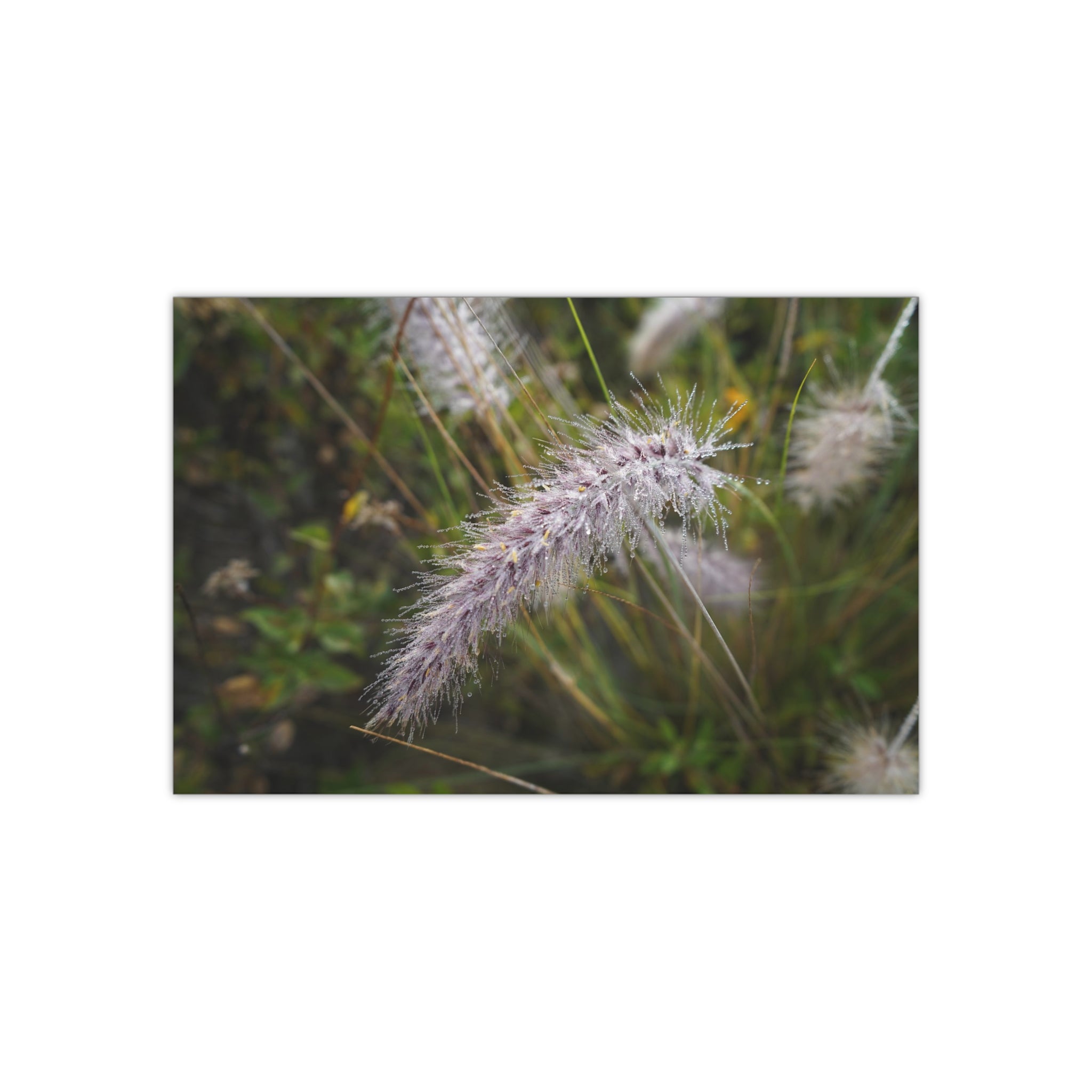 Fountain Grass on Mulholland Drive, Los Angeles, California on an Early Spring Morning