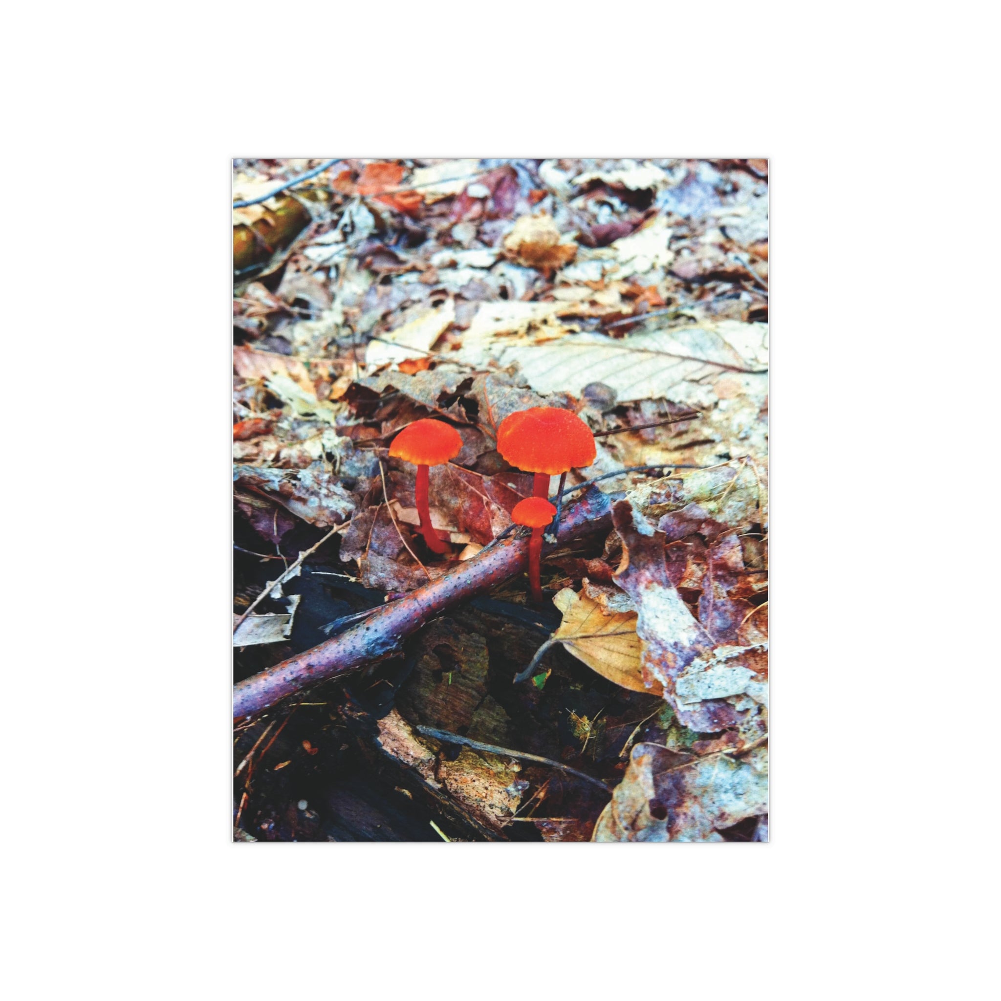 Orange Red Mushrooms in The White Mountains, New Hampshire Satin Poster (300gsm)