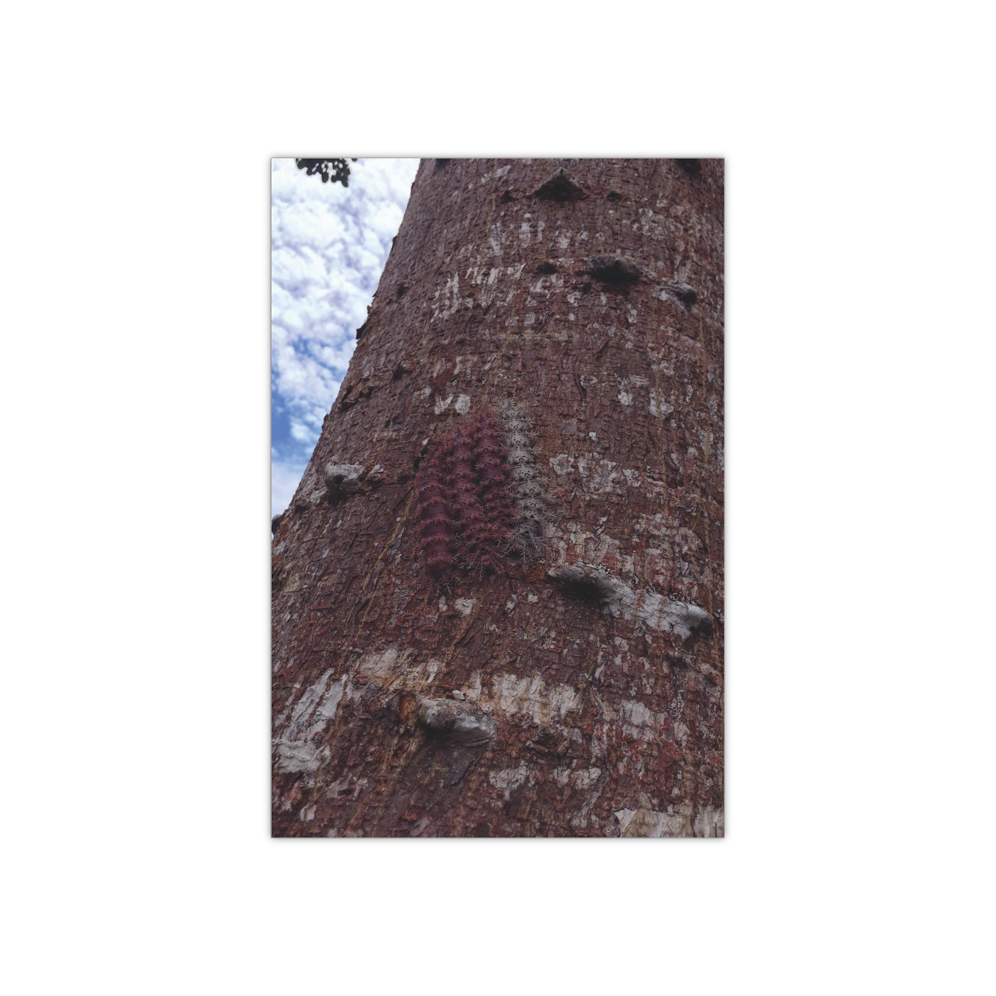 Four Caterpillars on a Tree Bark in the Amazon Forest of Northern Peru - Satin Poster (300gsm)