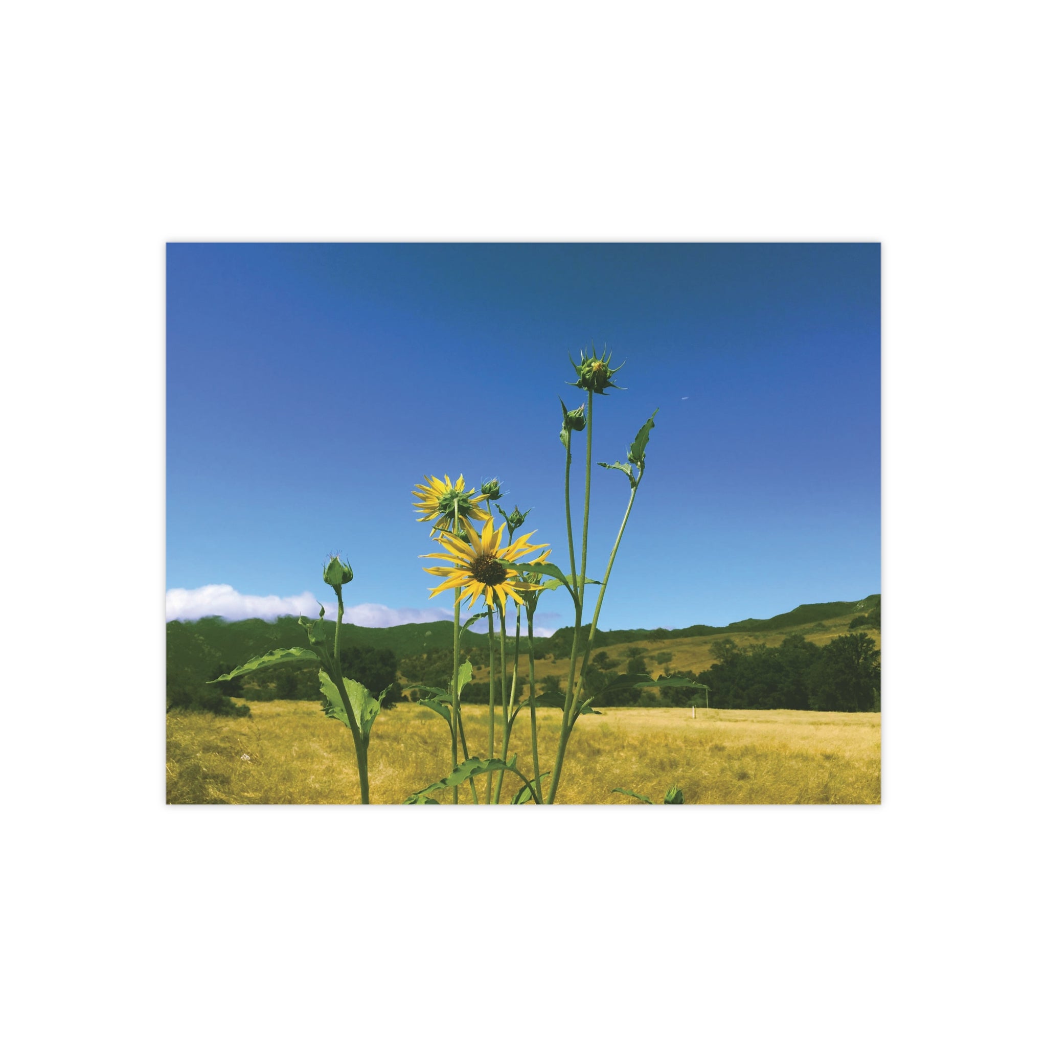 Wild Sunflowers in Las Virgenes Canyon, Los Angeles, California on a Sunny Summer Morning Satin Poster (300gsm)