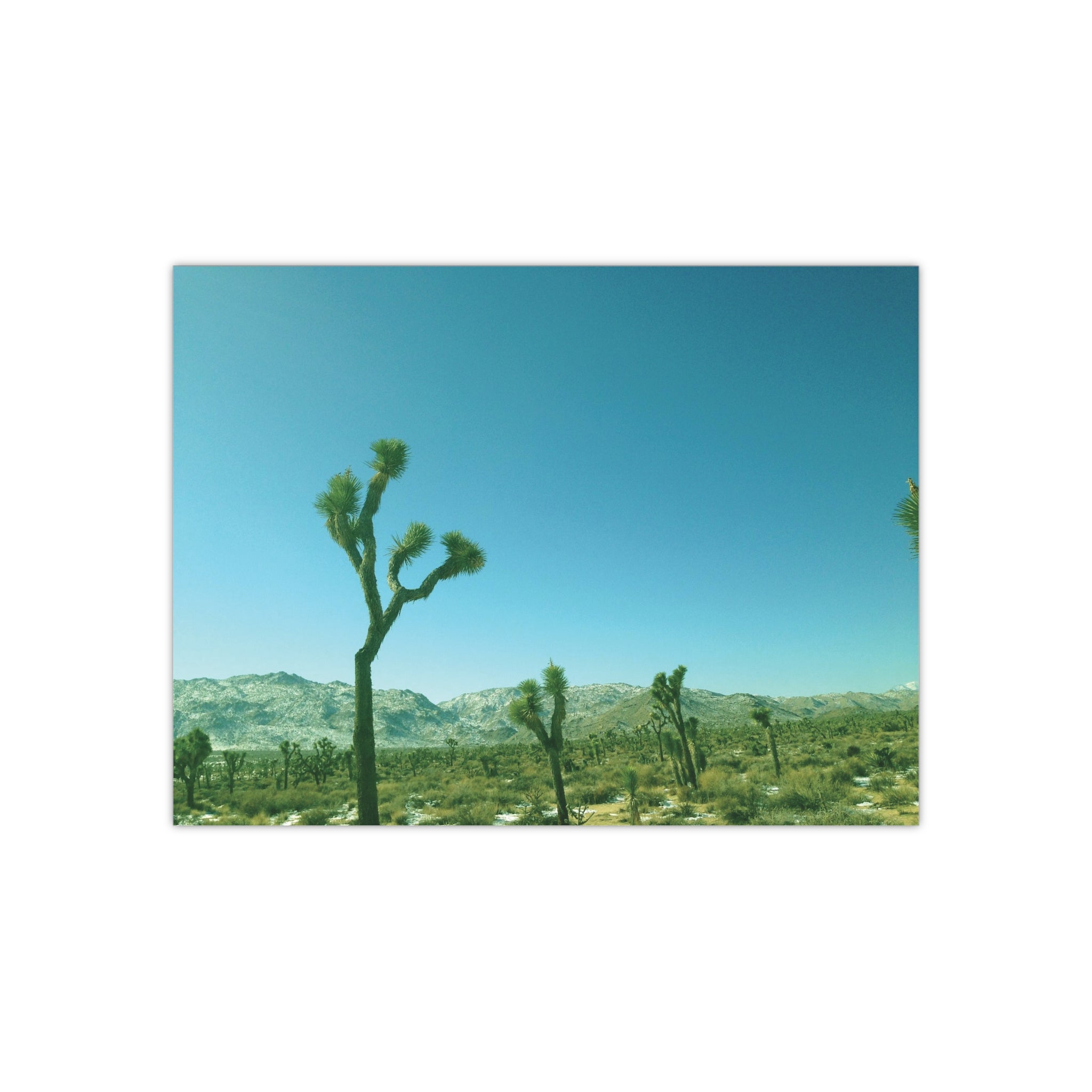 Joshua Trees in Joshua Tree National Park, California - Satin Poster (300gsm)