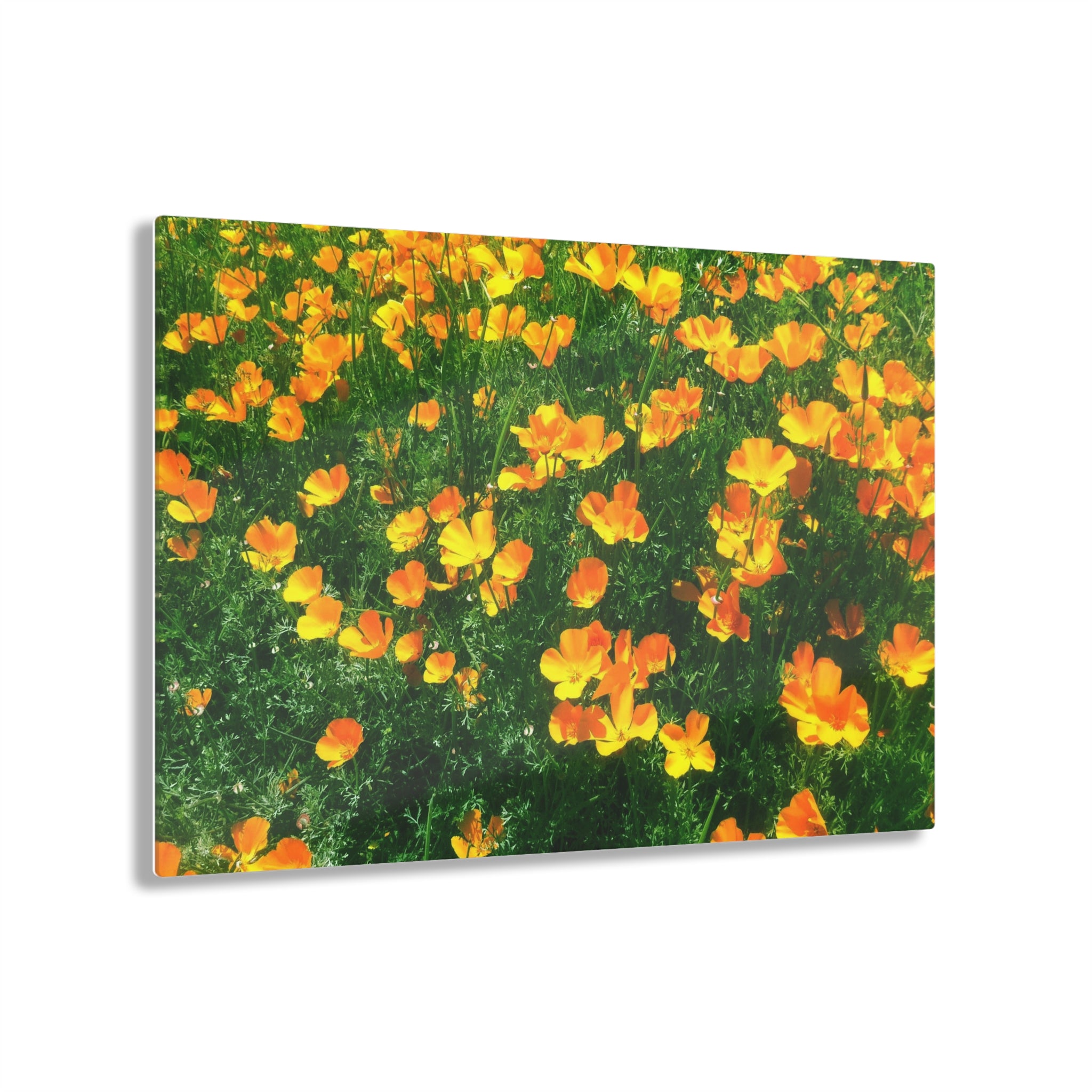 Orange California Poppies in Big Sur, California - Acrylic Print