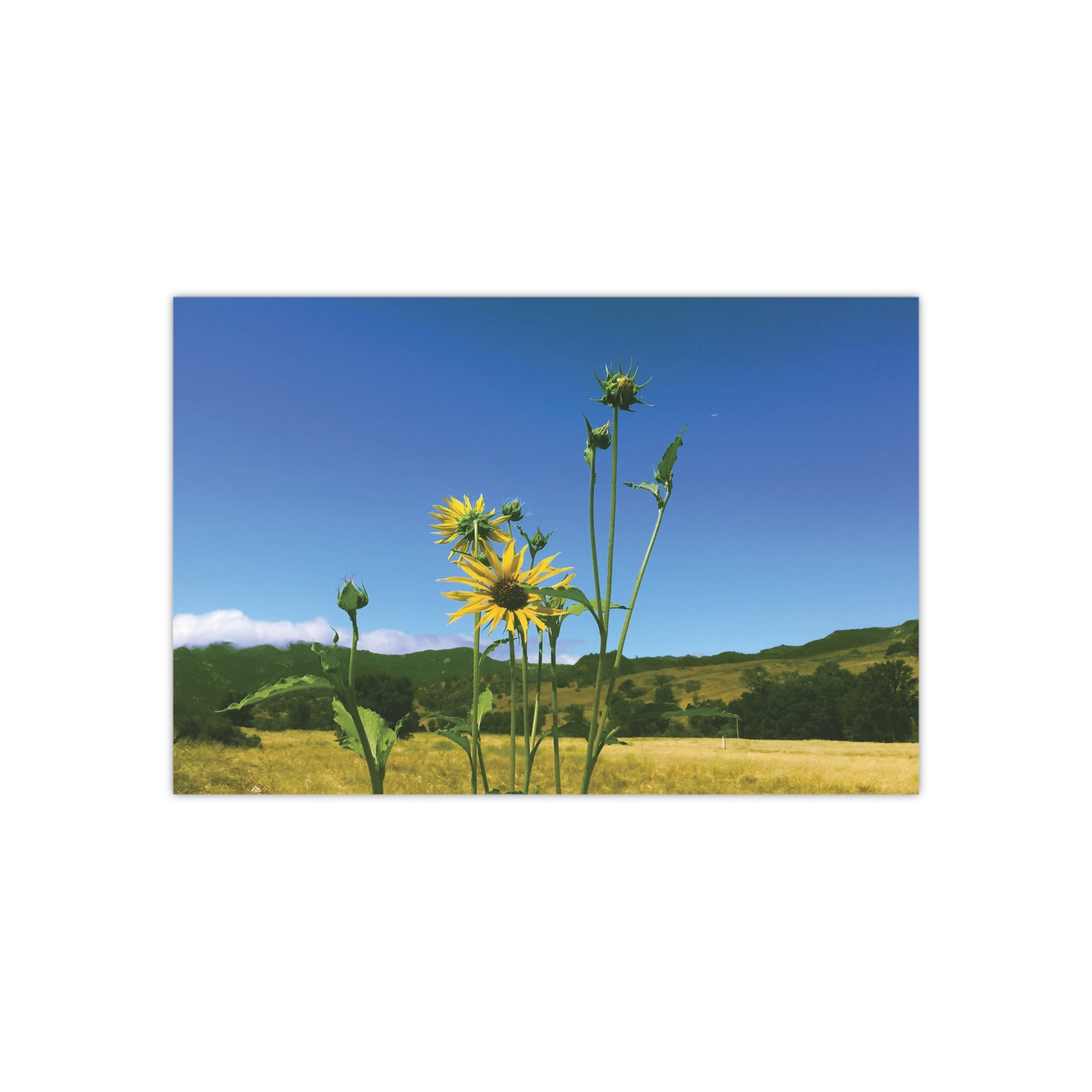 Wild Sunflowers in Las Virgenes Canyon, Los Angeles, California on a Sunny Summer Morning Satin Poster (300gsm)