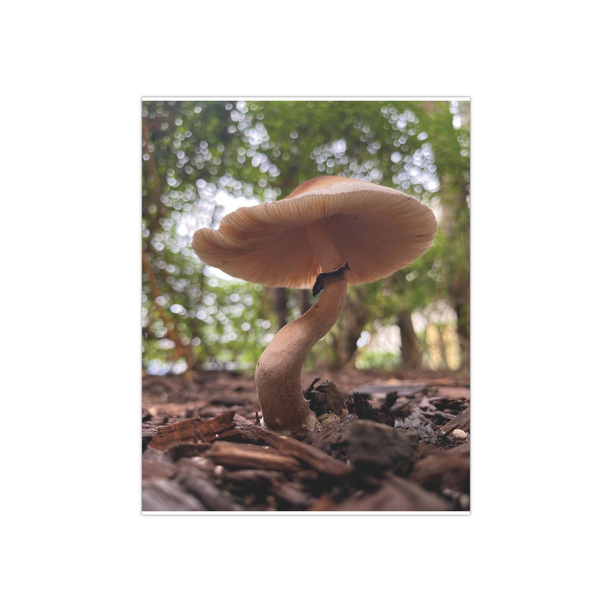 Mushroom in Delray Beach, Florida Satin Poster (300gsm)