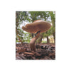 Mushroom in Delray Beach, Florida Satin Poster (300gsm)