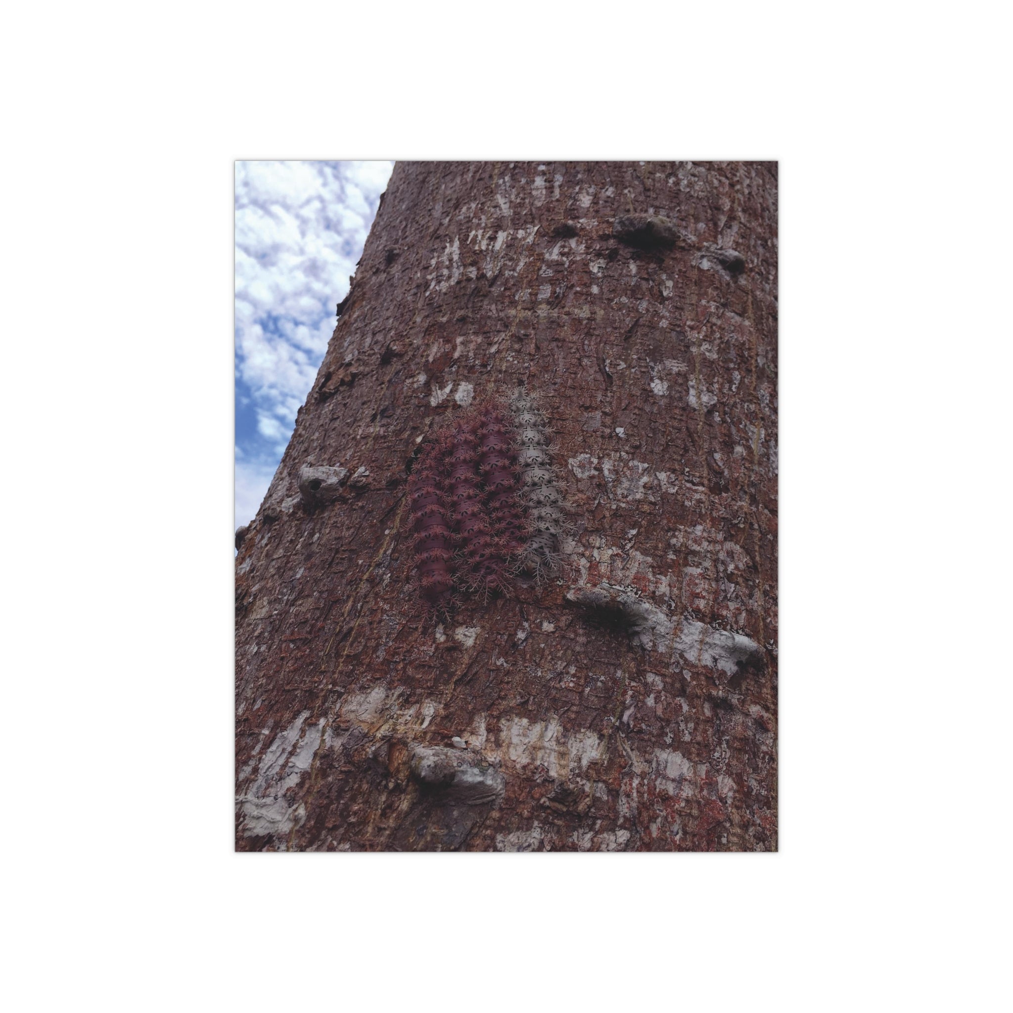 Four Caterpillars on a Tree Bark in the Amazon Forest of Northern Peru - Satin Poster (300gsm)