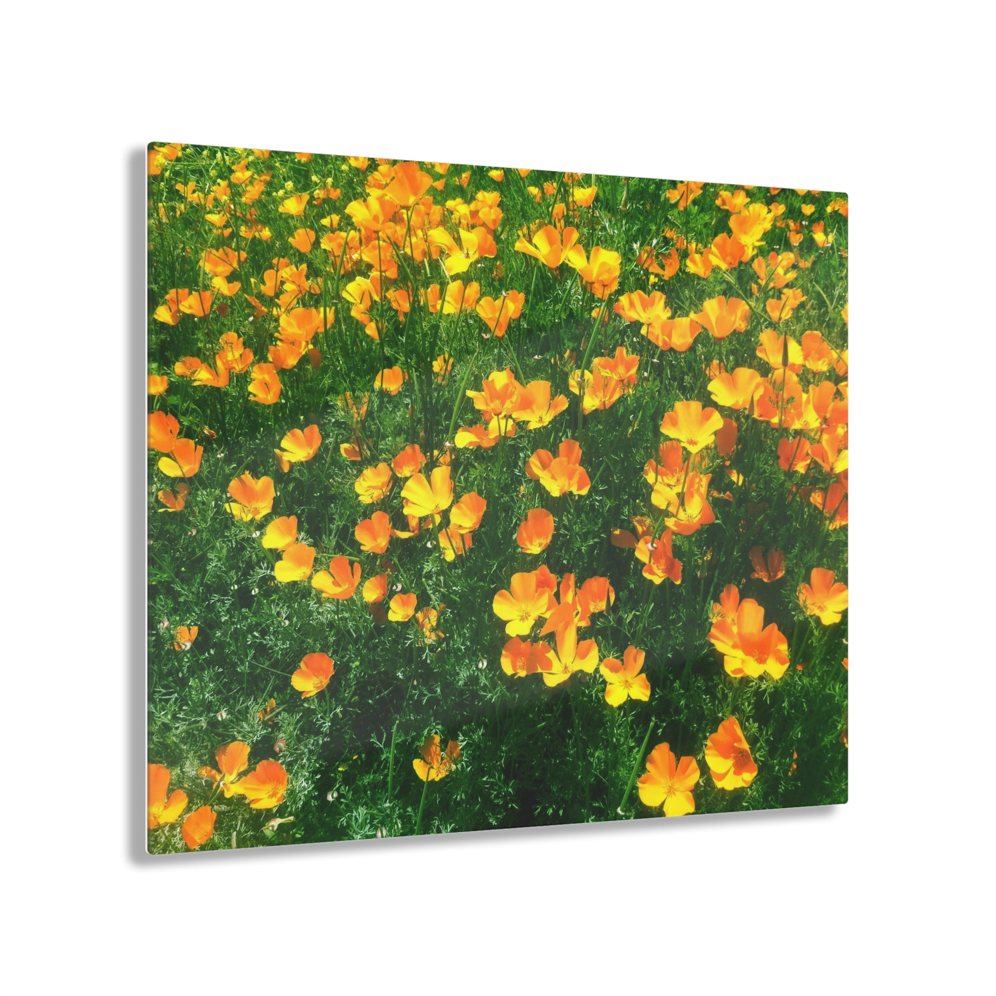 Orange California Poppies in Big Sur, California - Acrylic Print