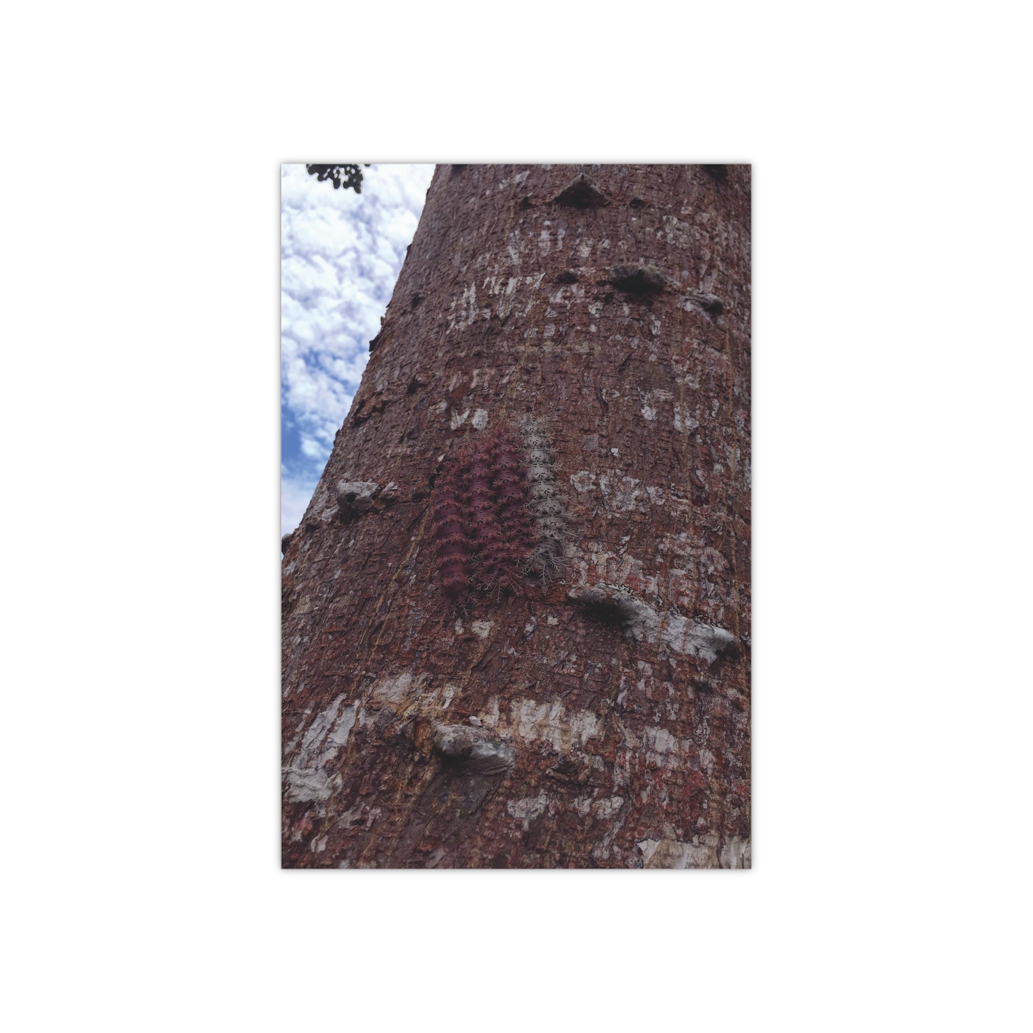 Four Caterpillars on a Tree Bark in the Amazon Forest of Northern Peru - Satin Poster (300gsm)