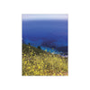 Yellow Mustard Flowers on a Cliff Overlooking the Pacific Ocean, Big Sur, California - Satin Poster (300gsm)