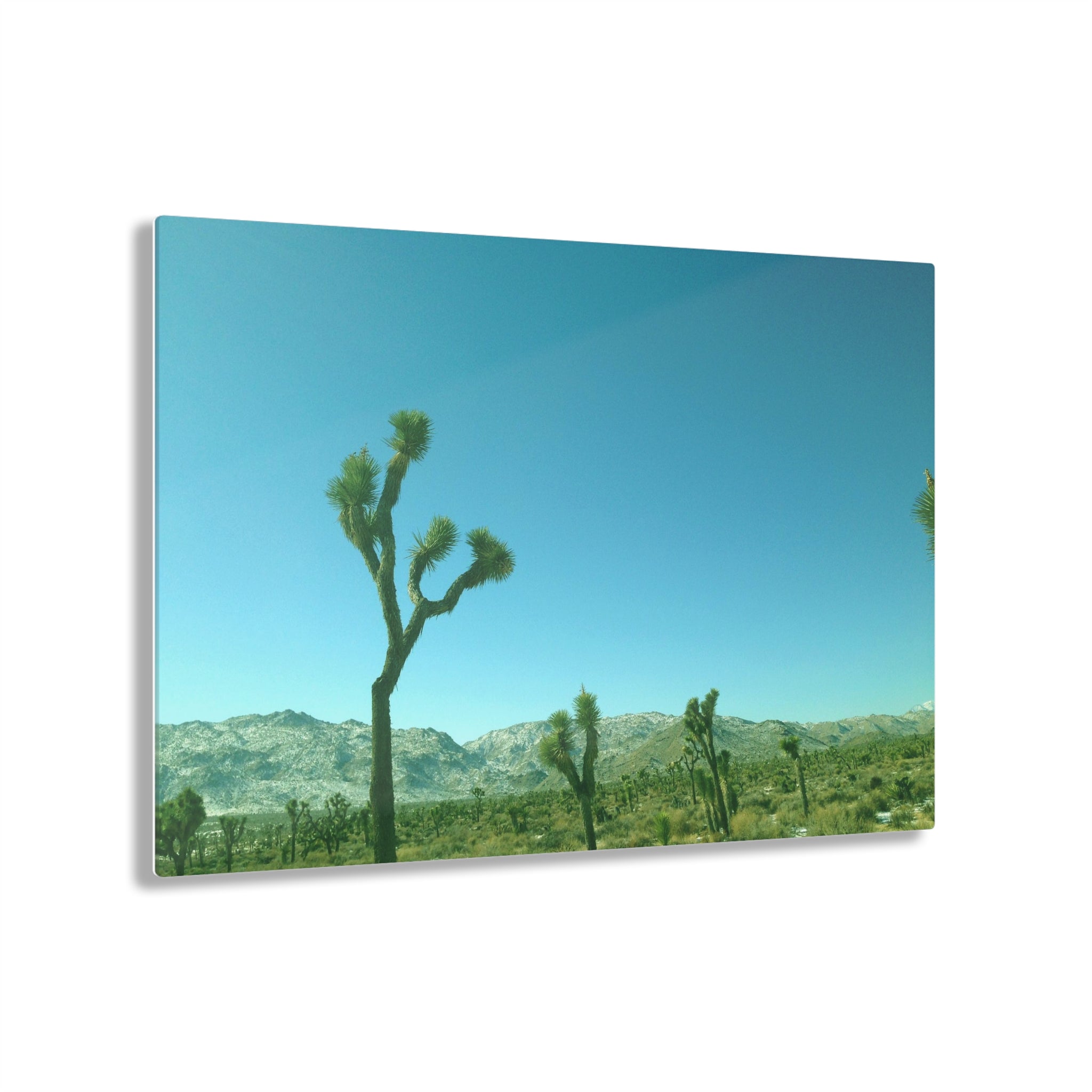 Joshua Trees in Joshua Tree National Park, California - Acrylic Print