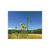 Wild Sunflowers in Las Virgenes Canyon, Los Angeles, California on a Sunny Summer Morning Satin Poster (300gsm)