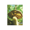 Yellow Spongy Pine Mushrooms in The White Mountains, New Hampshire - Satin Poster (300gsm)